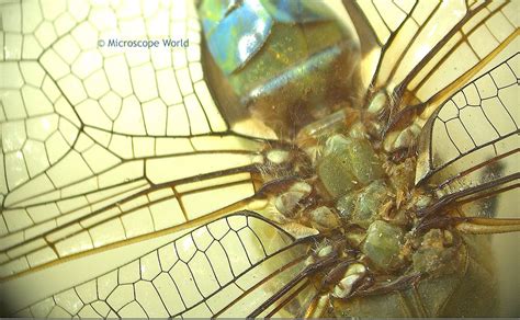 Dragonfly captured under a stereo microscope. https://www ...