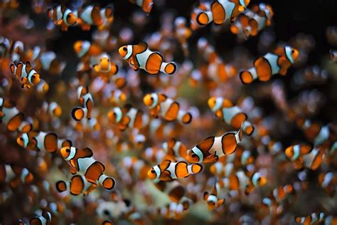 12 Fascinating Clownfish Facts And Information For Kids