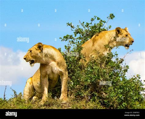 Tsavo lions hi-res stock photography and images - Alamy