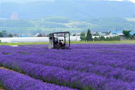 Lavender Season in Hokkaido 2025 | Visit Furano | Kyuhoshi