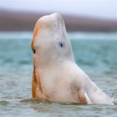 Arctic Wildlife Somerset Island Nunavut | Adventures.com