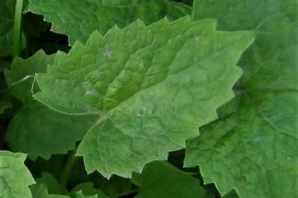 Honesty, Moonwort, Money Plant, Lunaria annua