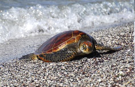 turtle, Beach, Animals Wallpapers HD / Desktop and Mobile Backgrounds