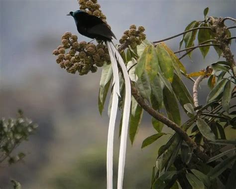 Endemic Animals of Papua New Guinea