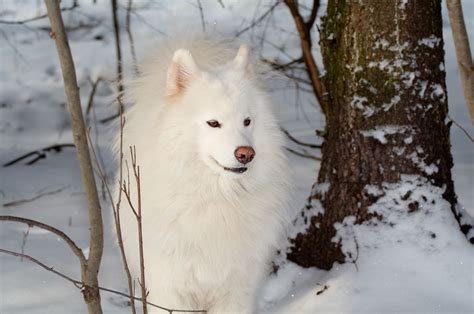 Samoyed Dog Breed Information - Continental Kennel Club