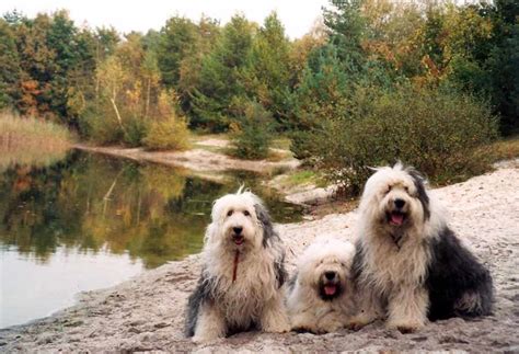 Old English Sheepdog - Dog Breed Standards