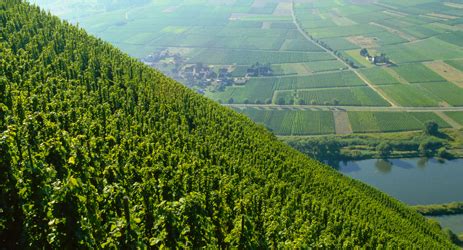 German wine regions (I) - Mosel Valley and Rheingau | Decanter China 醇鉴中国