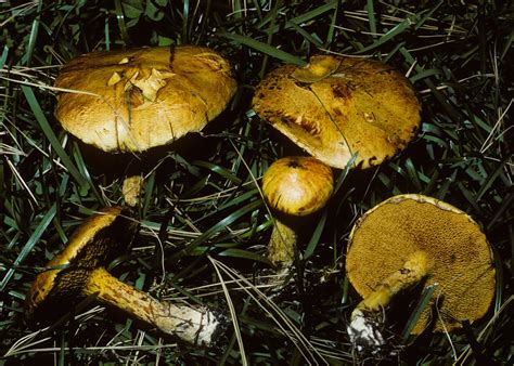 Suillus americanus (“Chicken Fat Suillus”) | The Bolete Filter