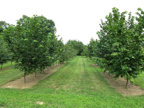 Les 25 meilleures idées de la catégorie Hazelnut tree sur Pinterest, et plus encore