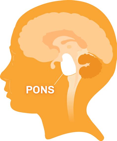 Function of the Pons and Pons Anatomy (2022)