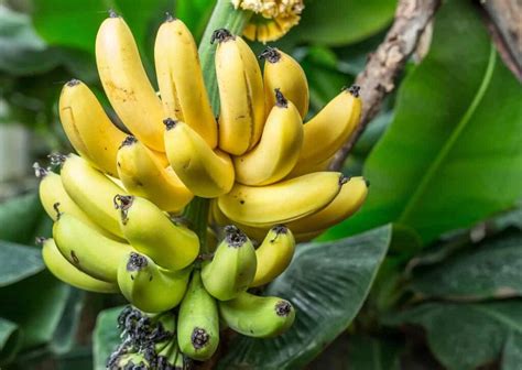 Banana Tree - Minneopa Orchards