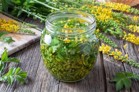 How to Grow Agrimony in Your Herb Garden