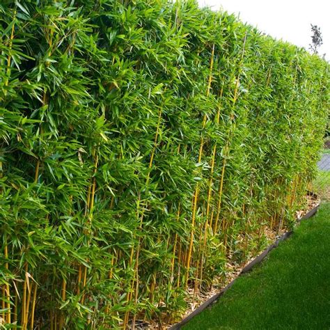 Golden Bamboos for Sale | BrighterBlooms.com Golden Bamboo Plant ...