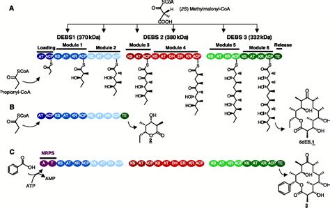 Biosynthesis of Complex Polyketides in a Metabolically Engineered ...