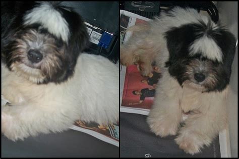 JoyDiary: Shih tzu mixed japanese spitz