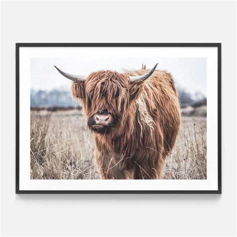 Scottish Cow | Framed Print or Canvas Wall Art | 41 Orchard