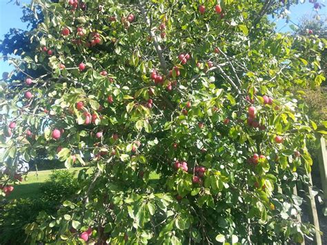 Big Juicy Victoria Plum Tree, 4-5ft Tall, Self Fertile & Juicy Ready to ...