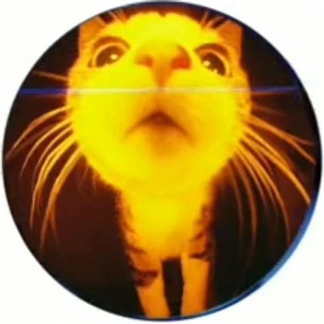 Yellow cyber cat fisheye lens | Profile picture, Fish eye lens, Iconic ...