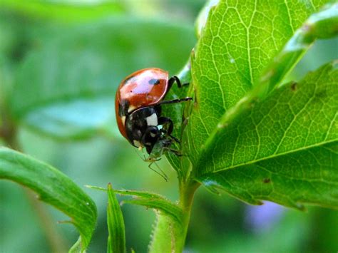 BugBlog: Greenflies clouds and networks