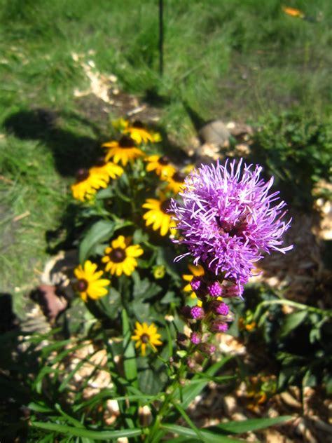 Chuck Does Art: Garden Addition: Prairie Flowers