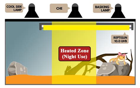 Bearded Dragon Lighting and Heating Guide for Beginners