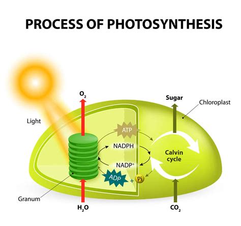 Photosynthesis Diagram