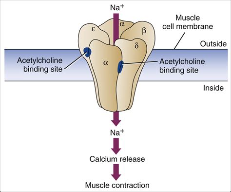 Acetylcholine Receptor Agonists | Basicmedical Key