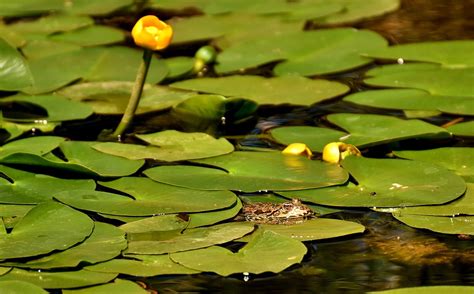 Frog Pond Animal Water · Free photo on Pixabay