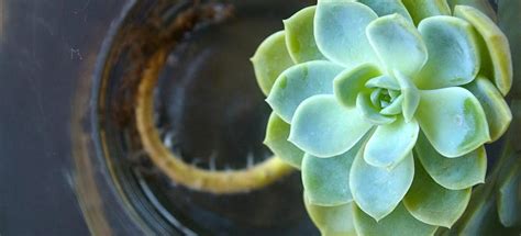 How to Grow Succulents in Water | Fantastic Gardeners Melbourne