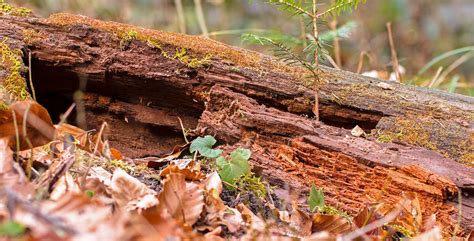 Scientists mimic natural decay to break down plant material for biofuel production | Great Lakes ...