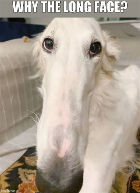 Long Face Meme