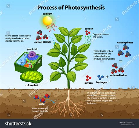 Diagram Showing Process Photosynthesis Plant Cells: เวกเตอร์สต็อก (ปลอดค่าลิขสิทธิ์) 1678486717 ...