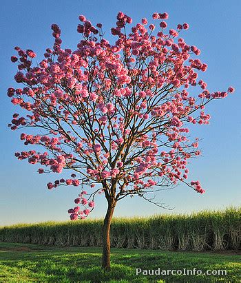 The Pau d'Arco tree and its bark