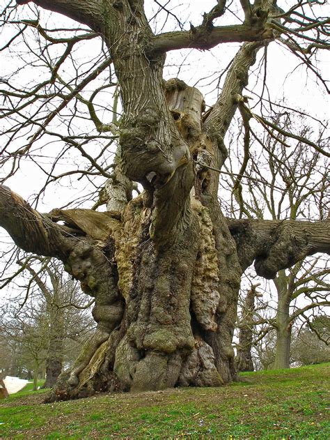 Pin on Among the Trees