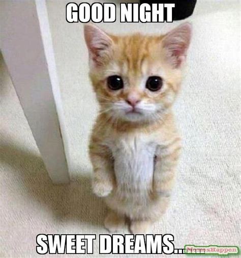 Good Night Memes - Funny GoodNight Memes For Him and Her | Funniest cat memes, Cute animals with ...