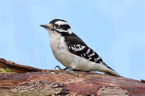 Blue Woodpeckers: Do They Really Exist? - Bird Helpful