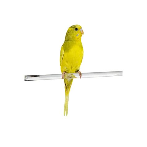 Male Lutino Budgie | museosdelima.com