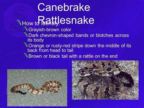 Canebrake Timber Rattlesnake Identification