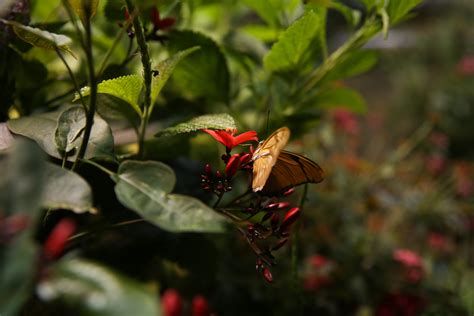 The Butterfly Pavilion at the Natural History Museum is so dreamy | DC Refined