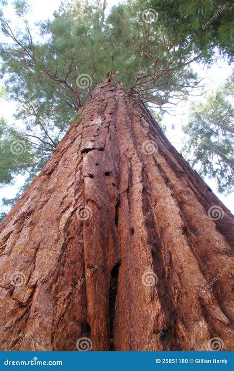 Redwood Giant stock photo. Image of park, portrait, sequoia - 25851180