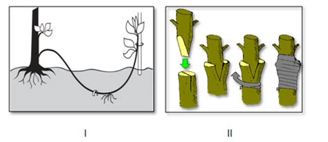 Identify the following artificial vegetative propagation methods: