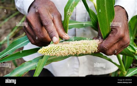 Bajra or bajra disease, Indian farmer showing damaged ears and caterpillars on bajra or bajra ...