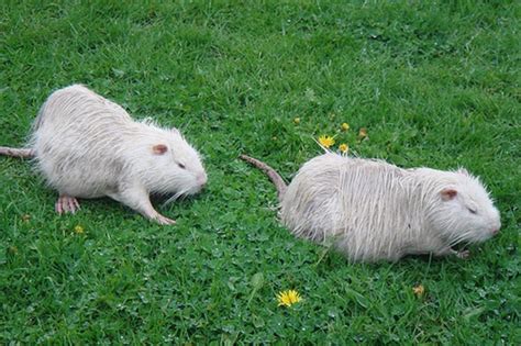 Albino Nutria | Albino animals, Animals, Albino