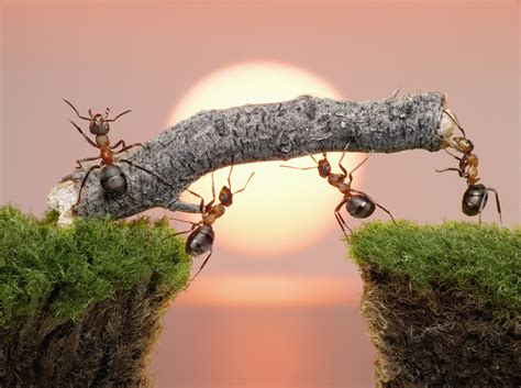 Do Any Ants Carry Disease? - Allison Pest Control - Since 1917