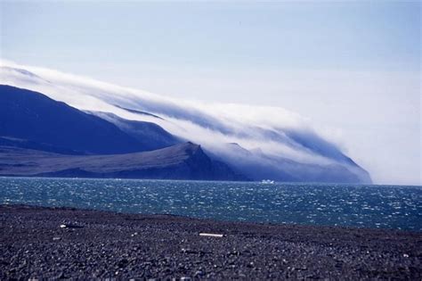 Wrangel Island, Russia: Stunning Wildlife Photos • Lazer Horse