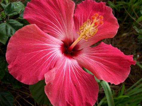 Hibiscus Flower Wallpapers - Wallpaper Cave