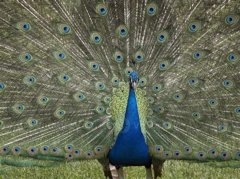 peacock feather detail close up 12005956 Stock Photo at Vecteezy