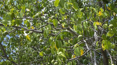 Poisonous Trees in Florida: The Manchineel Tree – Warner Tree Service