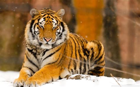 Siberian Tiger Wallpapers (59+ images)