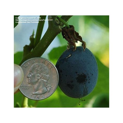 Blue Sweet Calabash Seeds (Passiflora morifolia) - Price €1.70